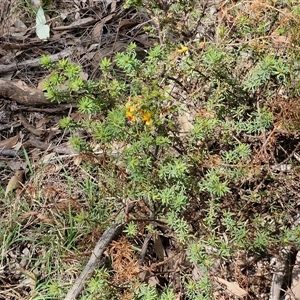 Dillwynia phylicoides at Taylors Flat, NSW - 21 Sep 2024