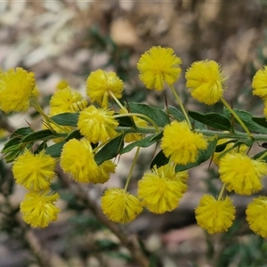 Acacia paradoxa at Taylors Flat, NSW - 21 Sep 2024