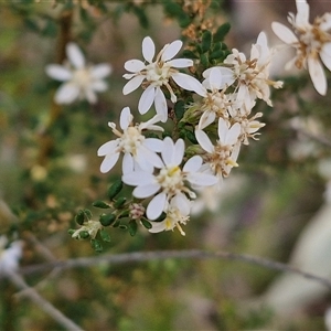 Olearia microphylla at Taylors Flat, NSW - 21 Sep 2024