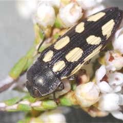 Castiarina parallela (A Jewel Beetle) at Euabalong, NSW - 20 Sep 2024 by Harrisi