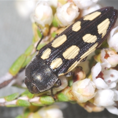 Castiarina parallela (A Jewel Beetle) at Euabalong, NSW - 20 Sep 2024 by Harrisi