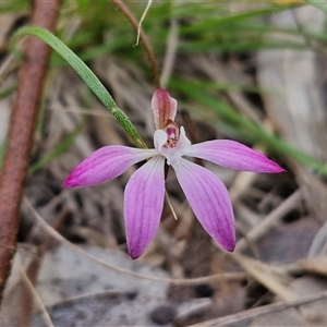 Caladenia fuscata at Taylors Flat, NSW - suppressed