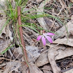 Caladenia fuscata at Taylors Flat, NSW - suppressed