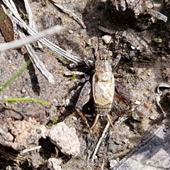 Bobilla sp. (genus) (A Small field cricket) at Taylors Flat, NSW - 21 Sep 2024 by trevorpreston