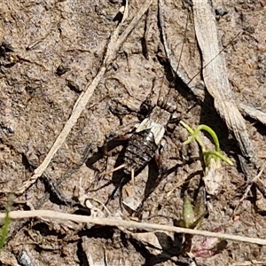 Bobilla sp. (genus) at Taylors Flat, NSW - 21 Sep 2024