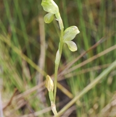 Hymenochilus muticus (Midget Greenhood) at Mount Hope, NSW - 19 Sep 2024 by Harrisi