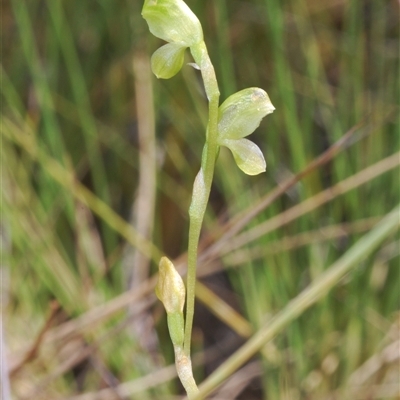 Hymenochilus muticus (Midget Greenhood) at Mount Hope, NSW - 19 Sep 2024 by Harrisi