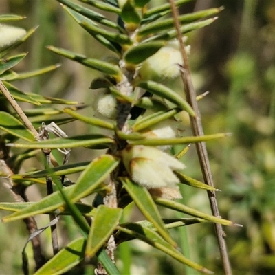 Melichrus urceolatus (Urn Heath) at Taylors Flat, NSW - 21 Sep 2024 by trevorpreston