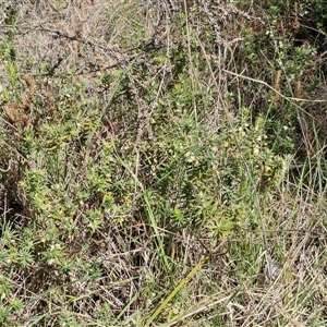 Melichrus urceolatus at Taylors Flat, NSW - 21 Sep 2024