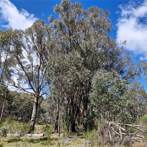 Eucalyptus macrorhyncha subsp. macrorhyncha at Taylors Flat, NSW - 21 Sep 2024 10:37 AM