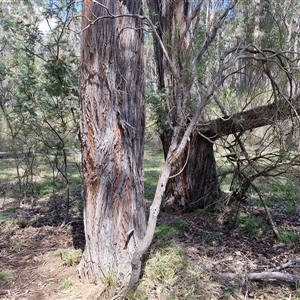 Eucalyptus macrorhyncha subsp. macrorhyncha at Taylors Flat, NSW - 21 Sep 2024 10:37 AM