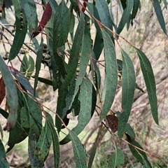 Eucalyptus macrorhyncha subsp. macrorhyncha at Taylors Flat, NSW - 21 Sep 2024 10:37 AM