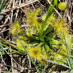 Drosera sp. (A Sundew) at Taylors Flat, NSW - 21 Sep 2024 by trevorpreston