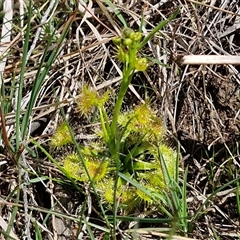 Drosera sp. at Taylors Flat, NSW - 21 Sep 2024