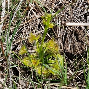 Drosera sp. at Taylors Flat, NSW - 21 Sep 2024