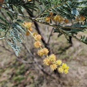 Acacia dealbata at Taylors Flat, NSW - 21 Sep 2024 10:36 AM