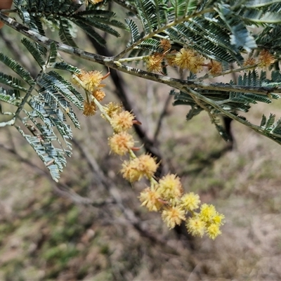 Acacia dealbata (Silver Wattle) at Taylors Flat, NSW - 21 Sep 2024 by trevorpreston