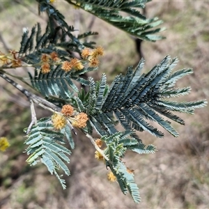 Acacia dealbata at Taylors Flat, NSW - 21 Sep 2024 10:36 AM