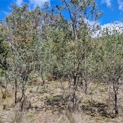 Acacia dealbata at Taylors Flat, NSW - 21 Sep 2024