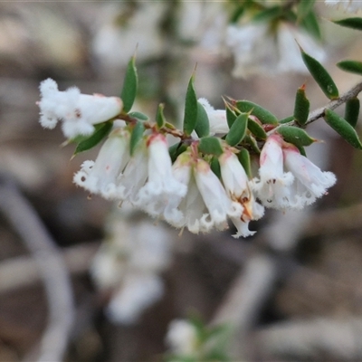 Styphelia fletcheri subsp. brevisepala (Twin Flower Beard-Heath) at Taylors Flat, NSW - 21 Sep 2024 by trevorpreston