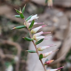 Styphelia fletcheri subsp. brevisepala at Taylors Flat, NSW - 21 Sep 2024