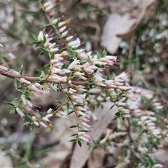 Styphelia fletcheri subsp. brevisepala at Taylors Flat, NSW - 21 Sep 2024