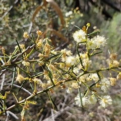 Acacia genistifolia (Early Wattle) at Taylors Flat, NSW - 21 Sep 2024 by trevorpreston