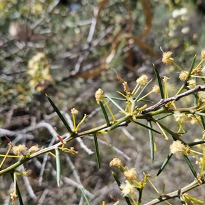 Acacia genistifolia at Taylors Flat, NSW - 21 Sep 2024