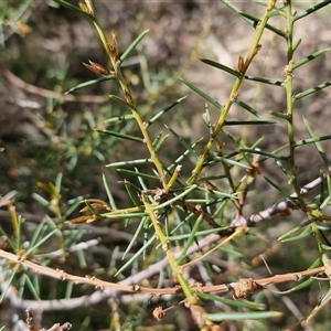 Acacia genistifolia at Taylors Flat, NSW - 21 Sep 2024 10:31 AM