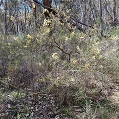 Acacia genistifolia at Taylors Flat, NSW - 21 Sep 2024 10:31 AM