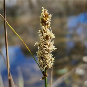 Carex appressa at Taylors Flat, NSW - 21 Sep 2024 10:30 AM