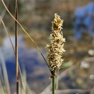 Carex appressa at Taylors Flat, NSW - 21 Sep 2024 10:30 AM