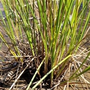 Carex appressa at Taylors Flat, NSW - 21 Sep 2024 10:30 AM