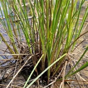 Carex appressa at Taylors Flat, NSW - 21 Sep 2024 10:30 AM