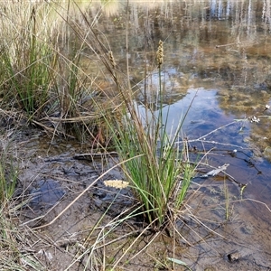 Carex appressa at Taylors Flat, NSW - 21 Sep 2024 10:30 AM