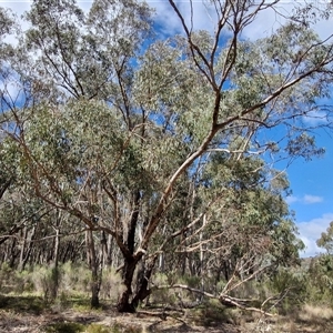 Eucalyptus goniocalyx subsp. goniocalyx at Taylors Flat, NSW - 21 Sep 2024 10:28 AM