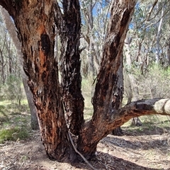 Eucalyptus goniocalyx subsp. goniocalyx at Taylors Flat, NSW - 21 Sep 2024 10:28 AM