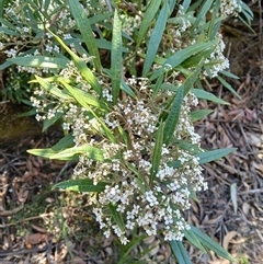 Zieria arborescens subsp. arborescens (Stinkwood) at Barren Grounds, NSW - 16 Sep 2024 by plants