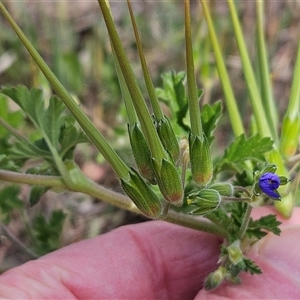 Erodium crinitum at Hawker, ACT - 21 Sep 2024 02:40 PM