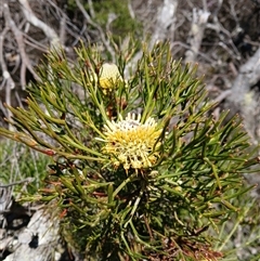 Isopogon anethifolius at Barren Grounds, NSW - 16 Sep 2024 by plants