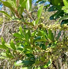 Myrsine howittiana (Brush Muttonwood) at Barren Grounds, NSW - 16 Sep 2024 by plants