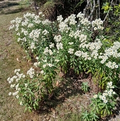 Coronidium elatum subsp. elatum (Tall Everlasting) at Barren Grounds, NSW - 16 Sep 2024 by plants