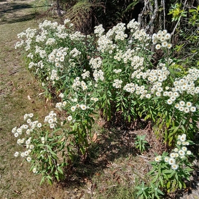 Coronidium elatum subsp. elatum (Tall Everlasting) at Barren Grounds, NSW - 16 Sep 2024 by plants