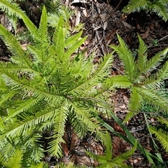 Sticherus flabellatus (Shiny Fan-fern, Umbrella Fern) at Barren Grounds, NSW - 16 Sep 2024 by plants