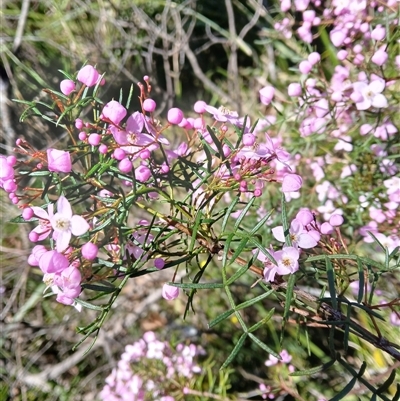 Boronia thujona at Barren Grounds, NSW - 16 Sep 2024 by plants