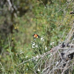 Vanessa itea (Yellow Admiral) at Barren Grounds, NSW - 16 Sep 2024 by plants