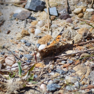 Vanessa kershawi (Australian Painted Lady) at Barren Grounds, NSW - 16 Sep 2024 by plants