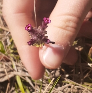 Parentucellia latifolia at Bungonia, NSW - 20 Sep 2024