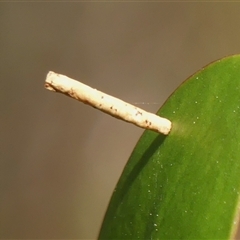 Hemibela (genus) (A Concealer moth) at Bundanoon, NSW - 17 Sep 2024 by Curiosity