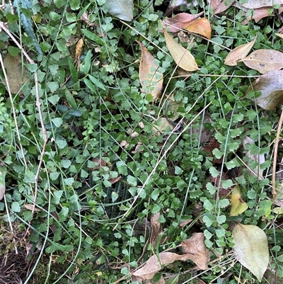 Asplenium flabellifolium (Necklace Fern) at Coolagolite, NSW - 14 Sep 2024 by timharmony